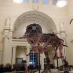 【シカゴ】フィールド博物館で世界最大のTレックスの化石に会ってきた！